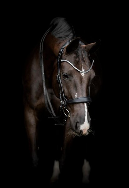 Nosgrimma Gentle Catago