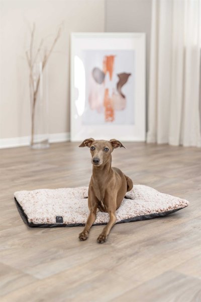 Hunddyna värmereflekterande Calida Trixie