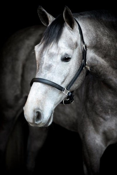 Lädergrimma Sabine Horse Guard