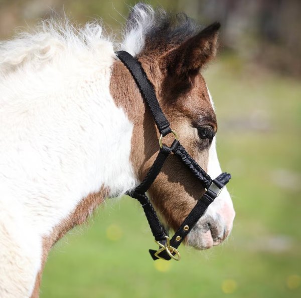 Fölgrimma Ofodrad Hansbo Sport