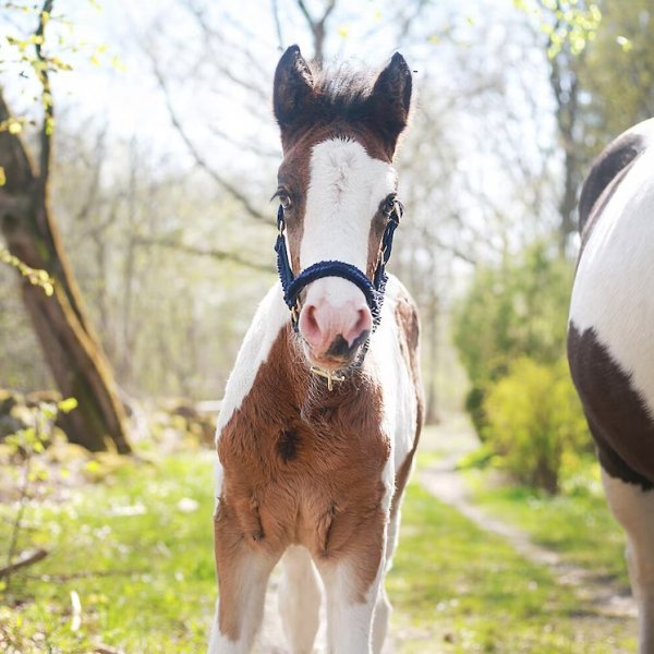 Fölgrimma Ofodrad Hansbo Sport