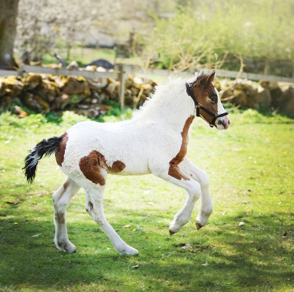 Fölgrimma Ofodrad Hansbo Sport