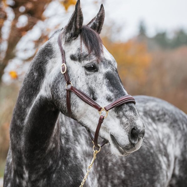 Lädergrimma GPC Haglunds
