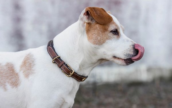 Hundhalsband London Jacson