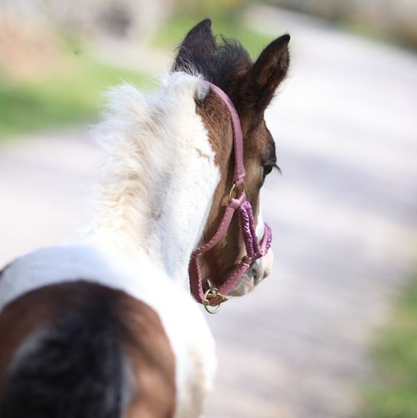 Fölgrimma Ofodrad Hansbo Sport