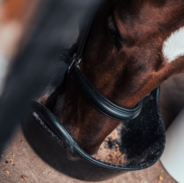 Krubba Kangaroo Hansbo Sport