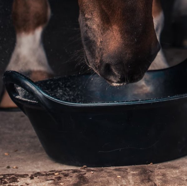 Krubba Kangaroo Hansbo Sport