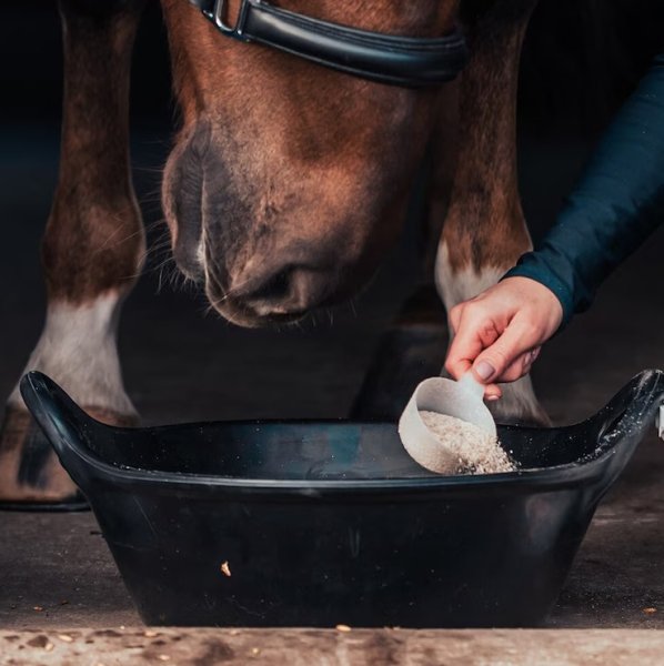 Krubba Kangaroo Hansbo Sport